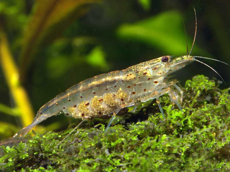 Amano garnla